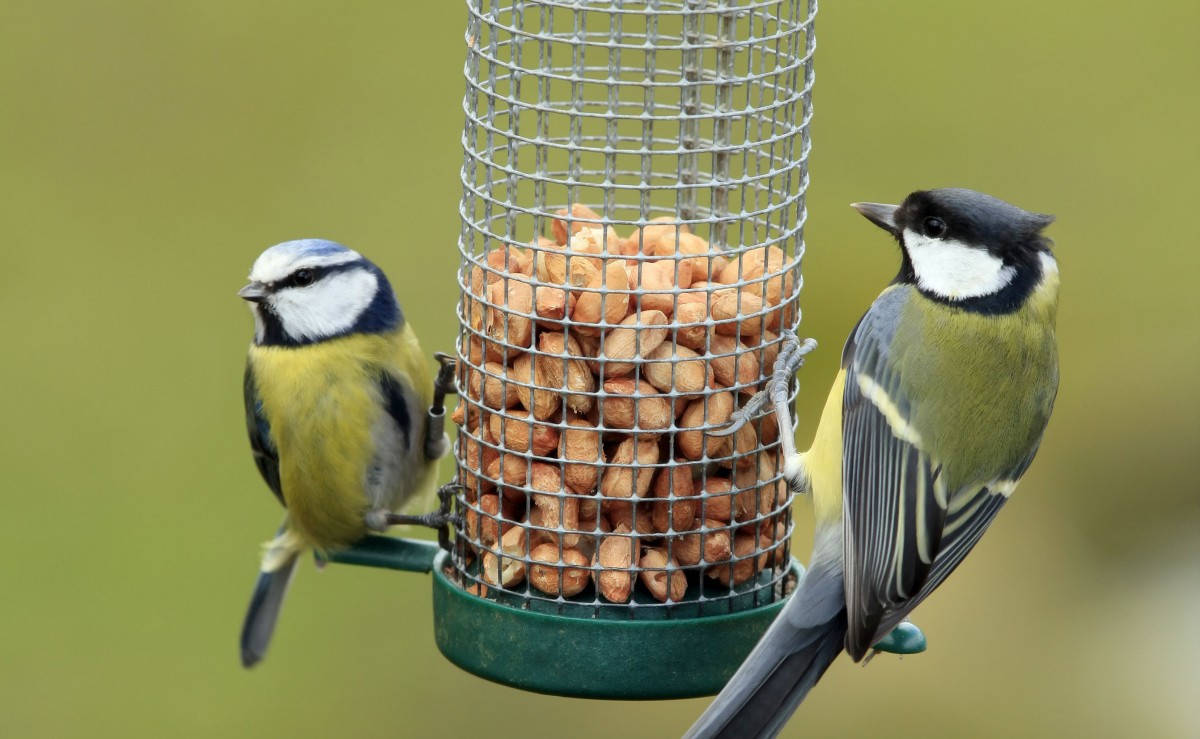 what-not-to-feed-wild-birds-bird-feed-copdock-mill