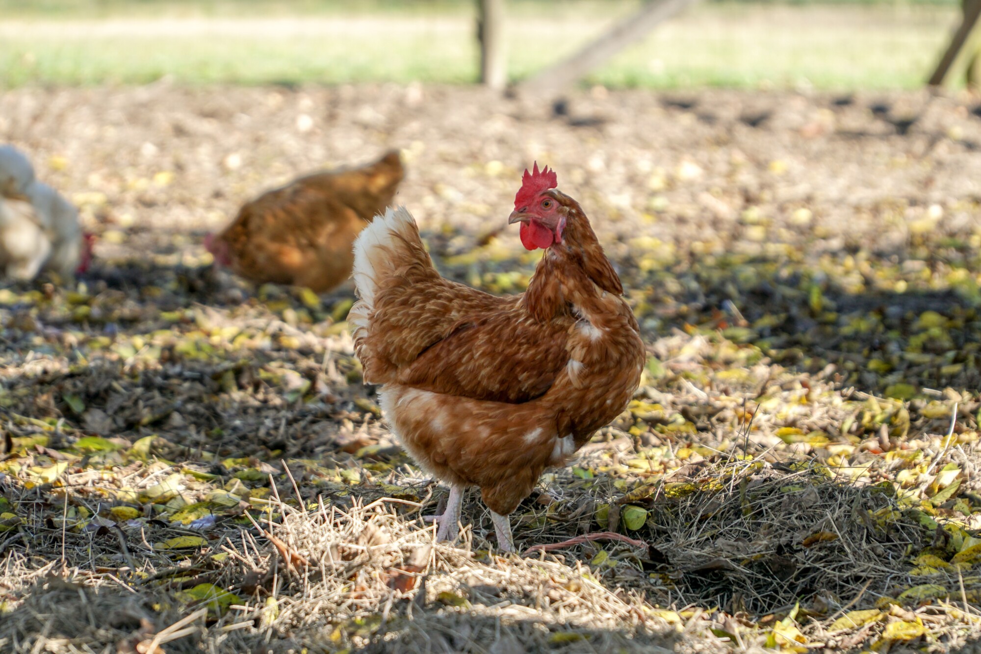 what-can-i-feed-chickens-chicken-feed-copdock-mill